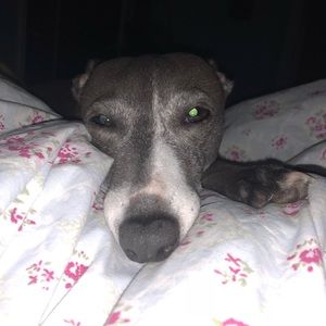 Meet your Posher, Ann louise